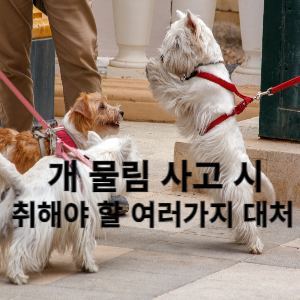 개에게 물렸을 때 취해야 할 여러가지 대처법